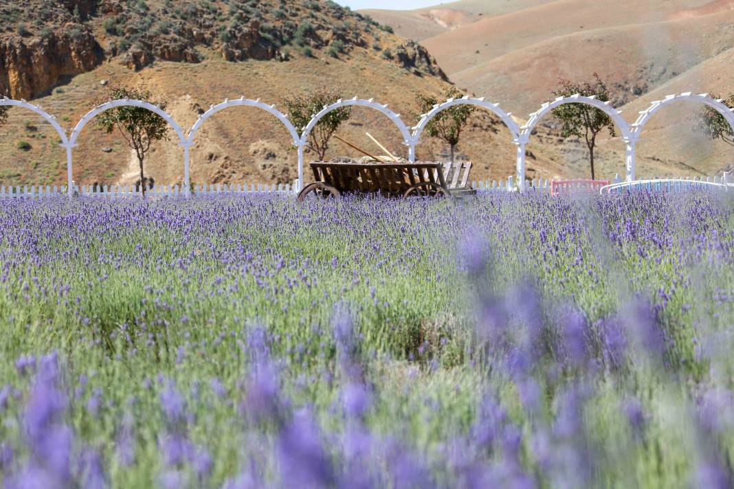 Renkleriyle büyülüyor, kokusuyla dinlendiriyor! Meram’da beklenen an geldi 3